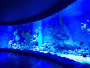 Hurghada Grand Aquarium Entry Ticket and Tour