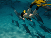 From Hurghada: Swimming with Dolphins Snorkeling Tour