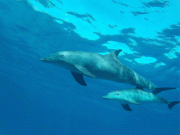 El Gouna Red Sea Snorkeling Trip from Hurghada